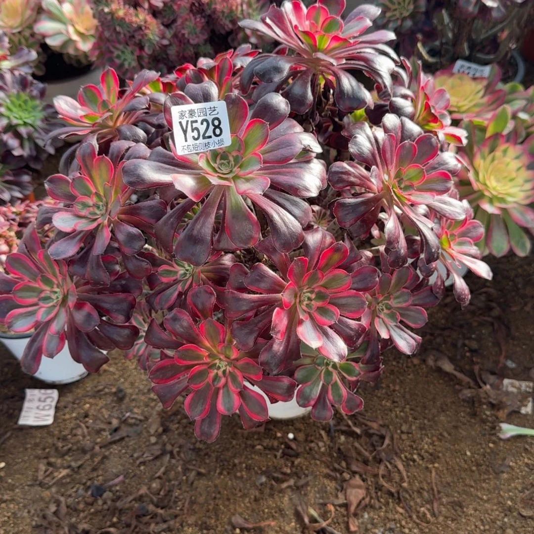 528丽娜官服30左右2