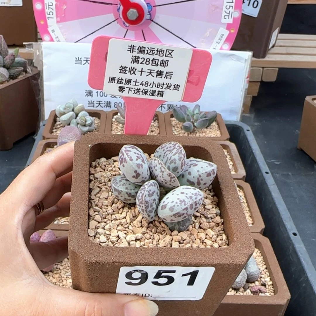 951花旦多肉植物