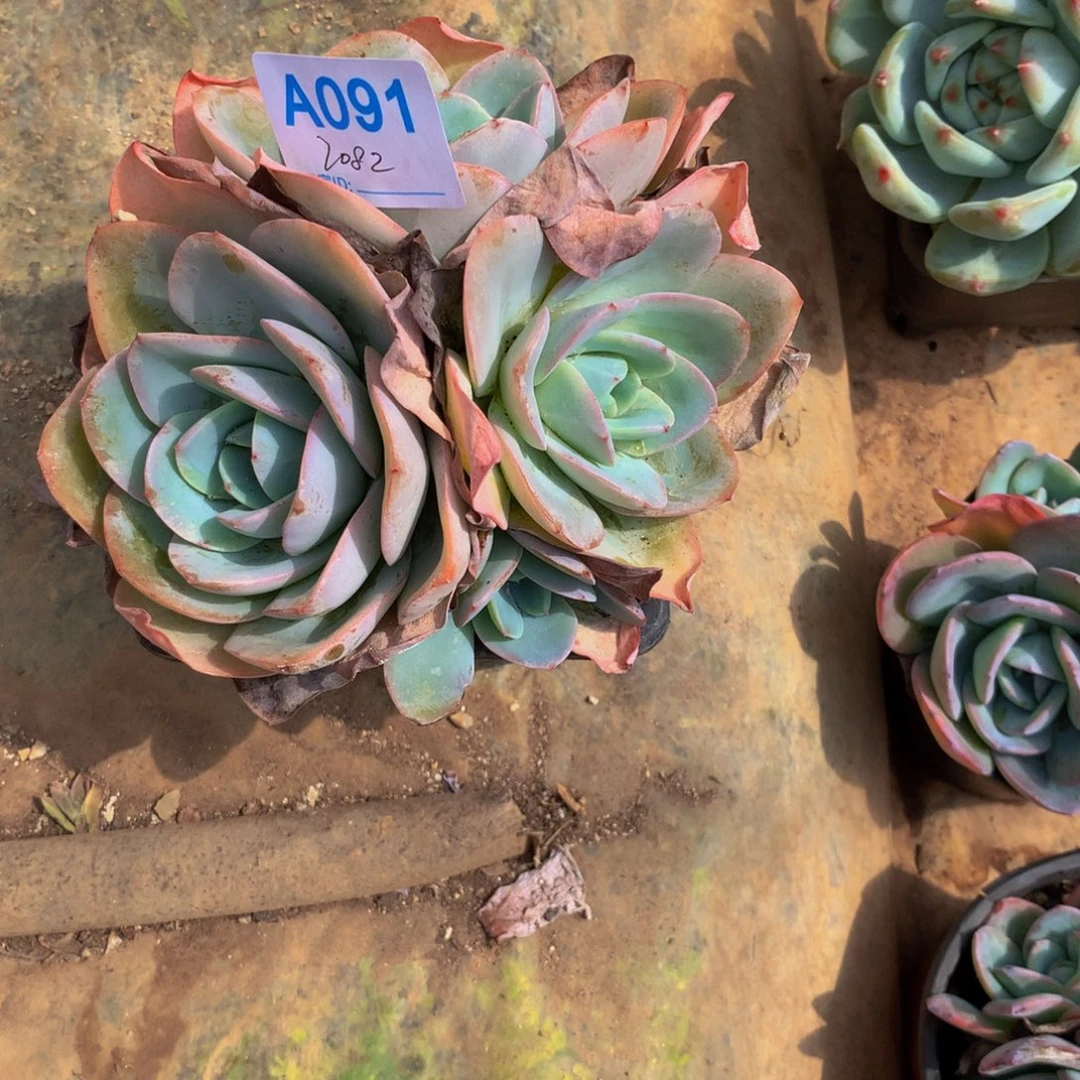 ****生布鲁蓝群多肉植物