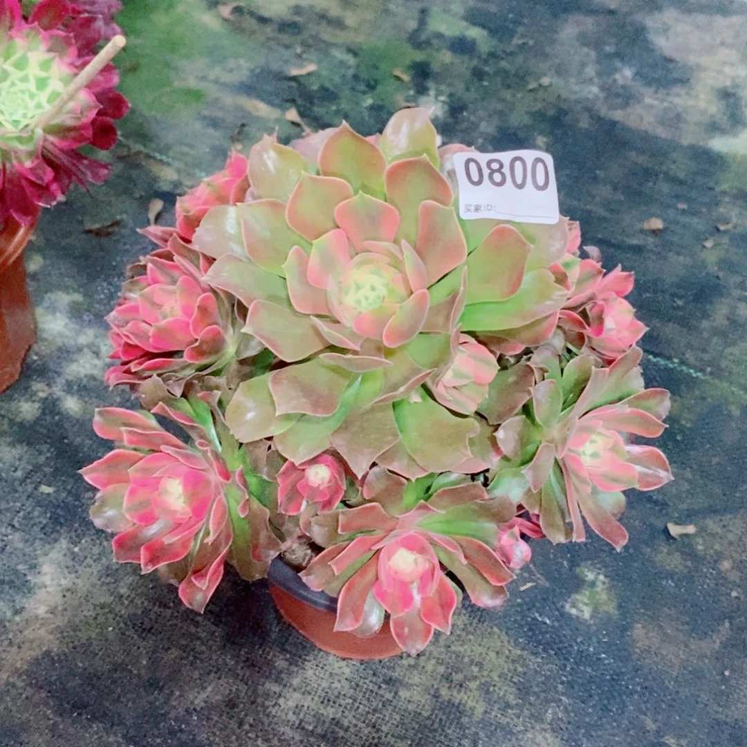 香妃800多肉1111