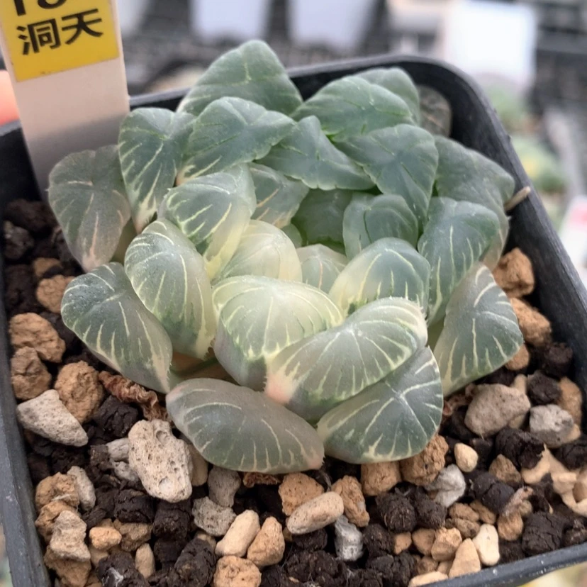 【闪购商品】184玉露