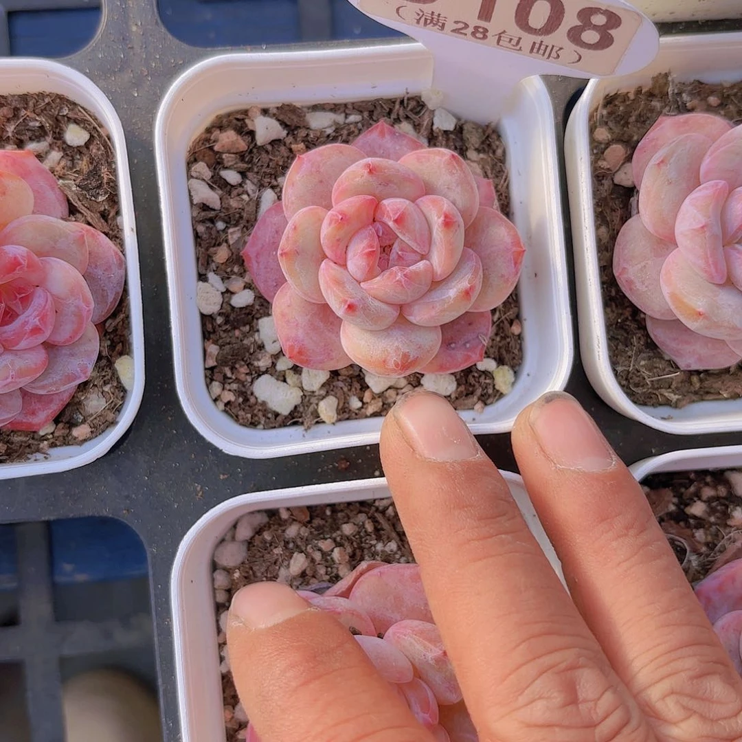 D108日系星影一物一拍