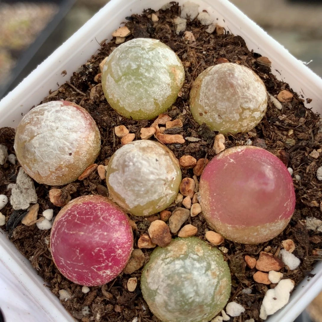 阿094灯泡一盆一盆