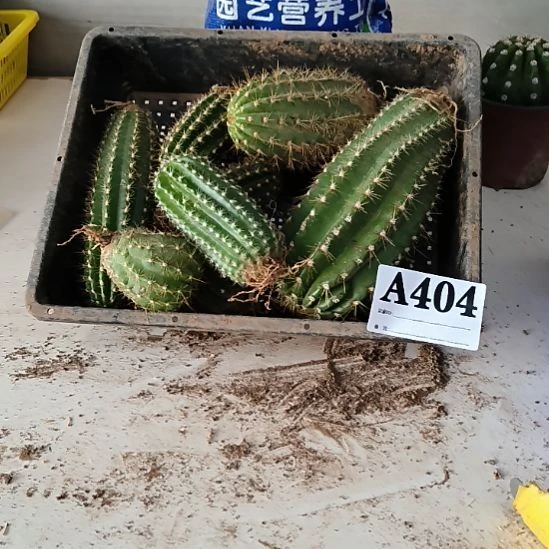 当前无花栽培后可以开花a404