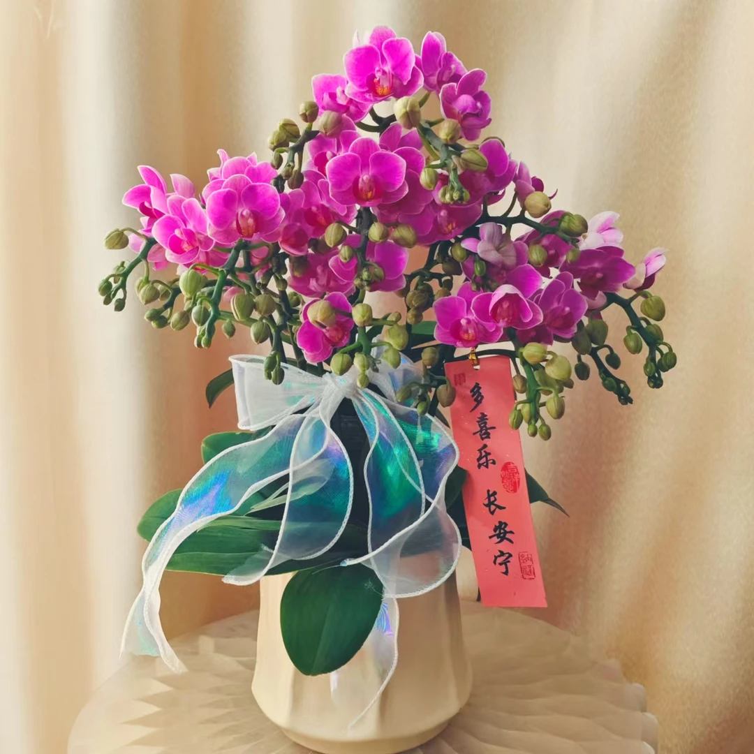 （半亩花坊）小可爱 蝴蝶兰源头基地批发 客厅美观带花 欧品