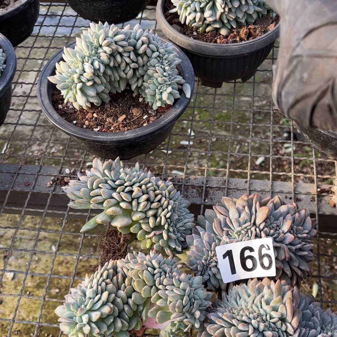 旭***哥166号15888658558