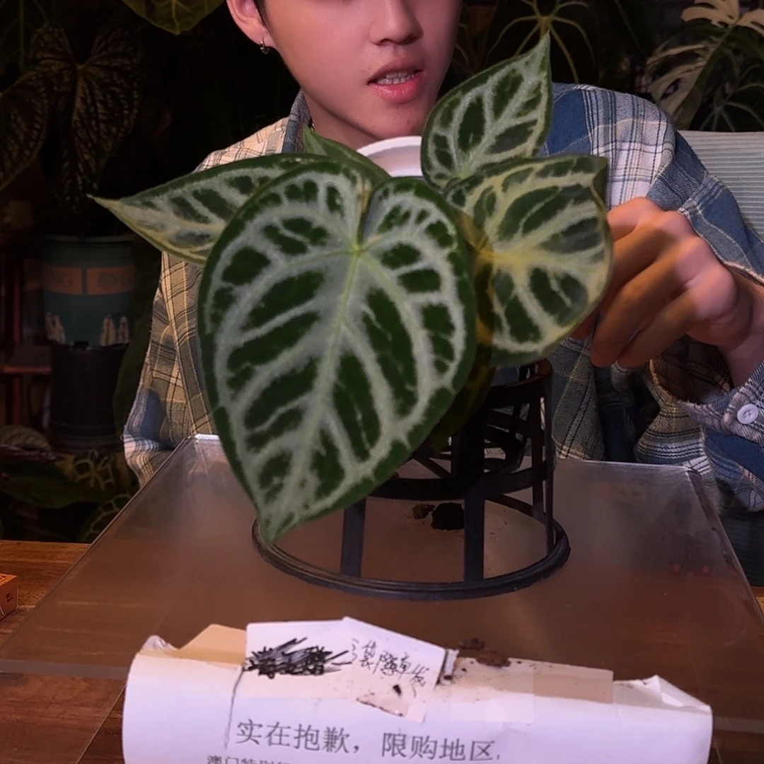 不开花植物D134黑刷子杂黑色面纱