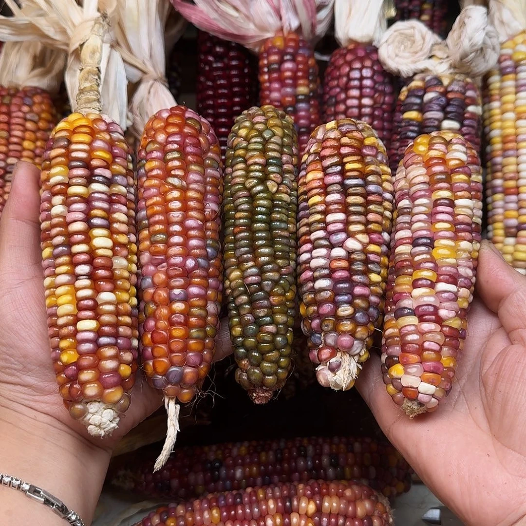 乔***伊吊坠柏香籽/百香籽