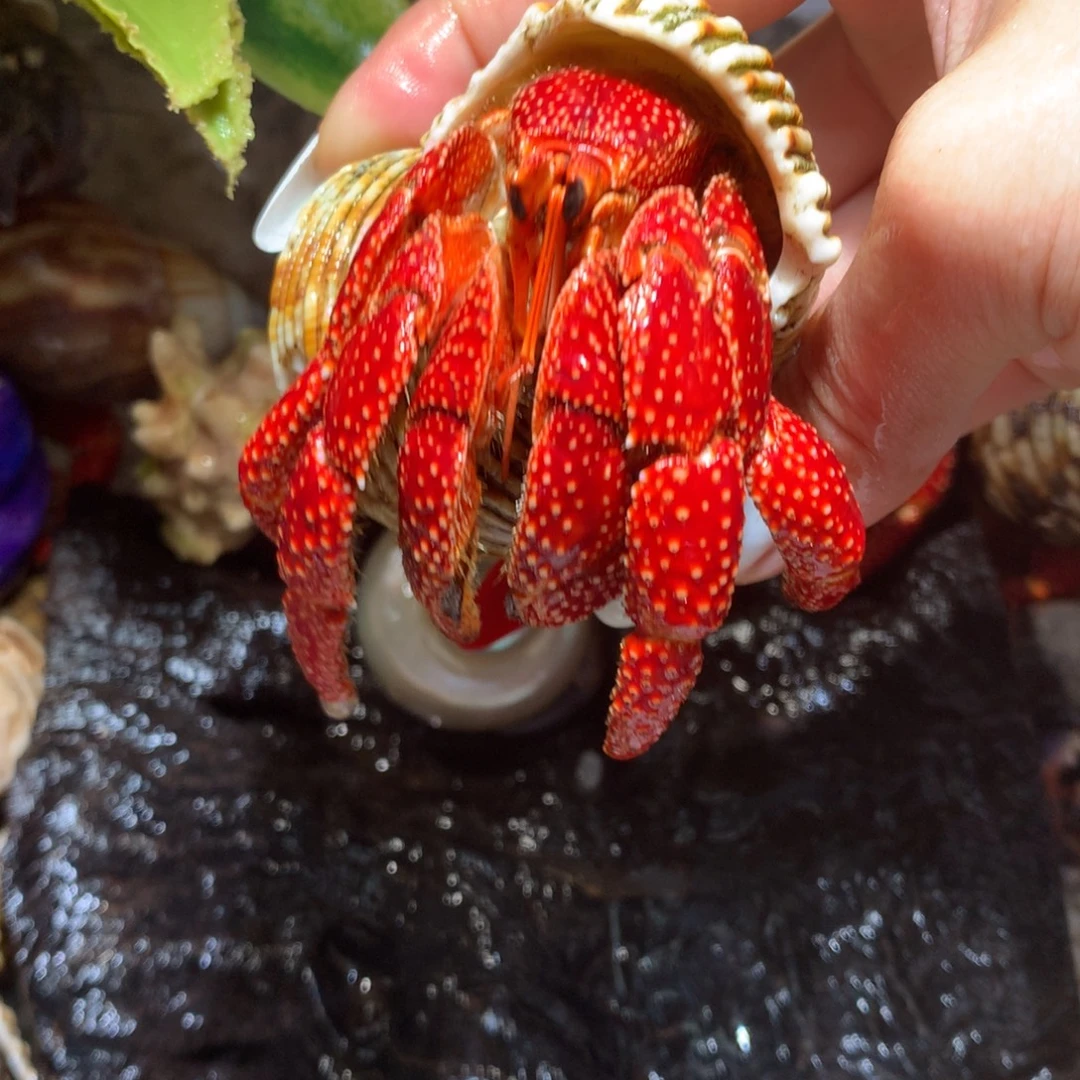 3.7 活体出售、不退不换8号