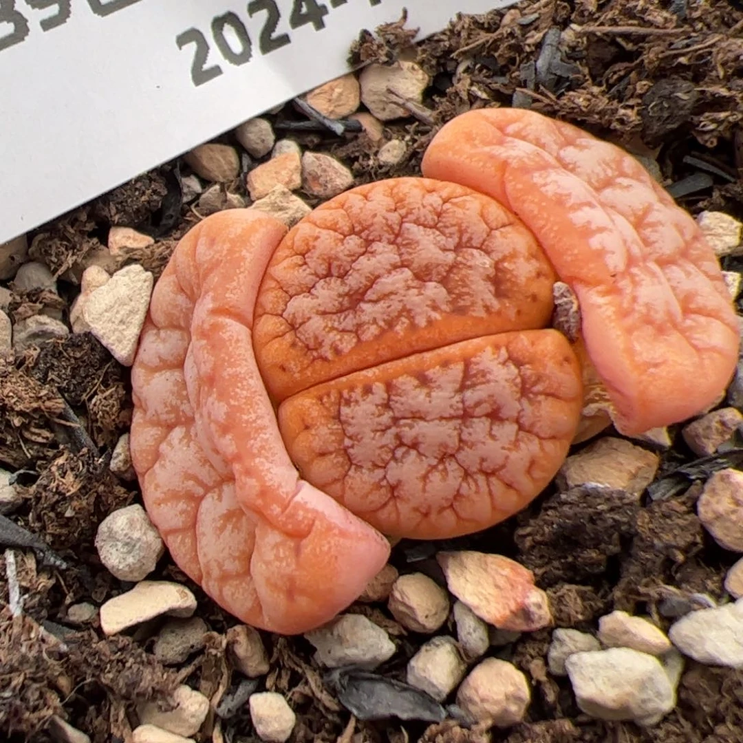 0358号 拿铁 多肉植物