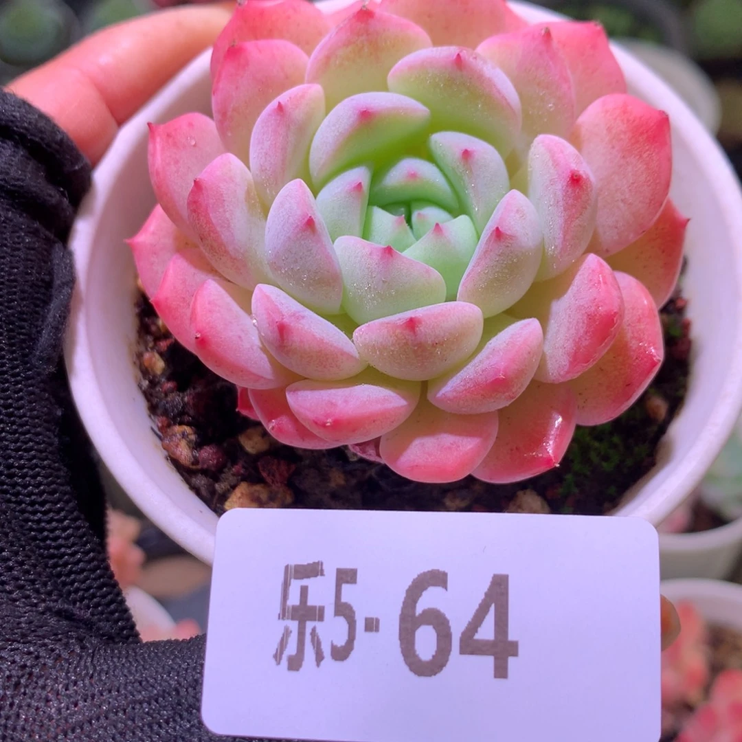 乐然 5-64 新品单头