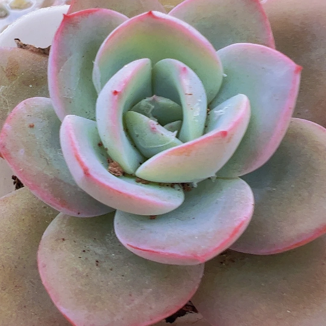 布鲁兰19包邮多肉植物