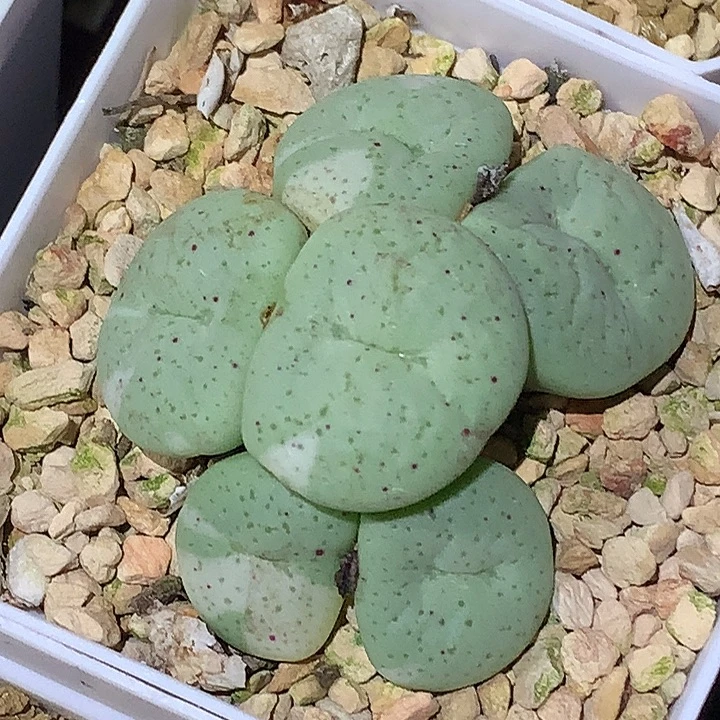 精品多肉植物精品大饼锦