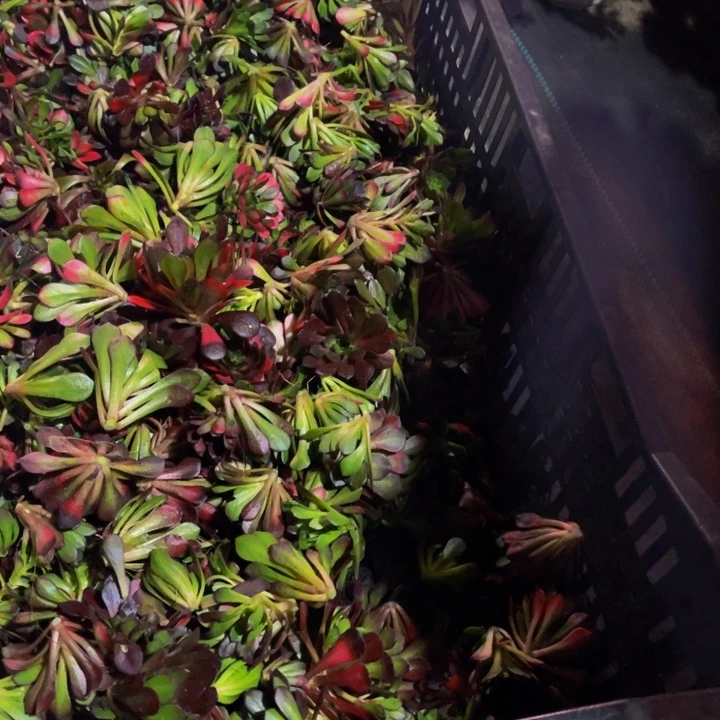 【闪购商品】魅惑砍头50左右不包邮送的