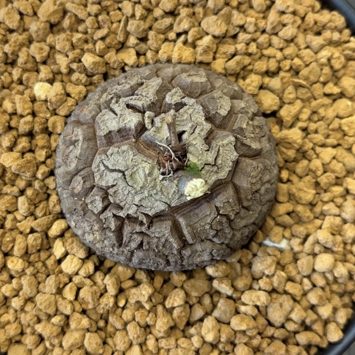 298号龟甲龙带盆包邮6.6公分