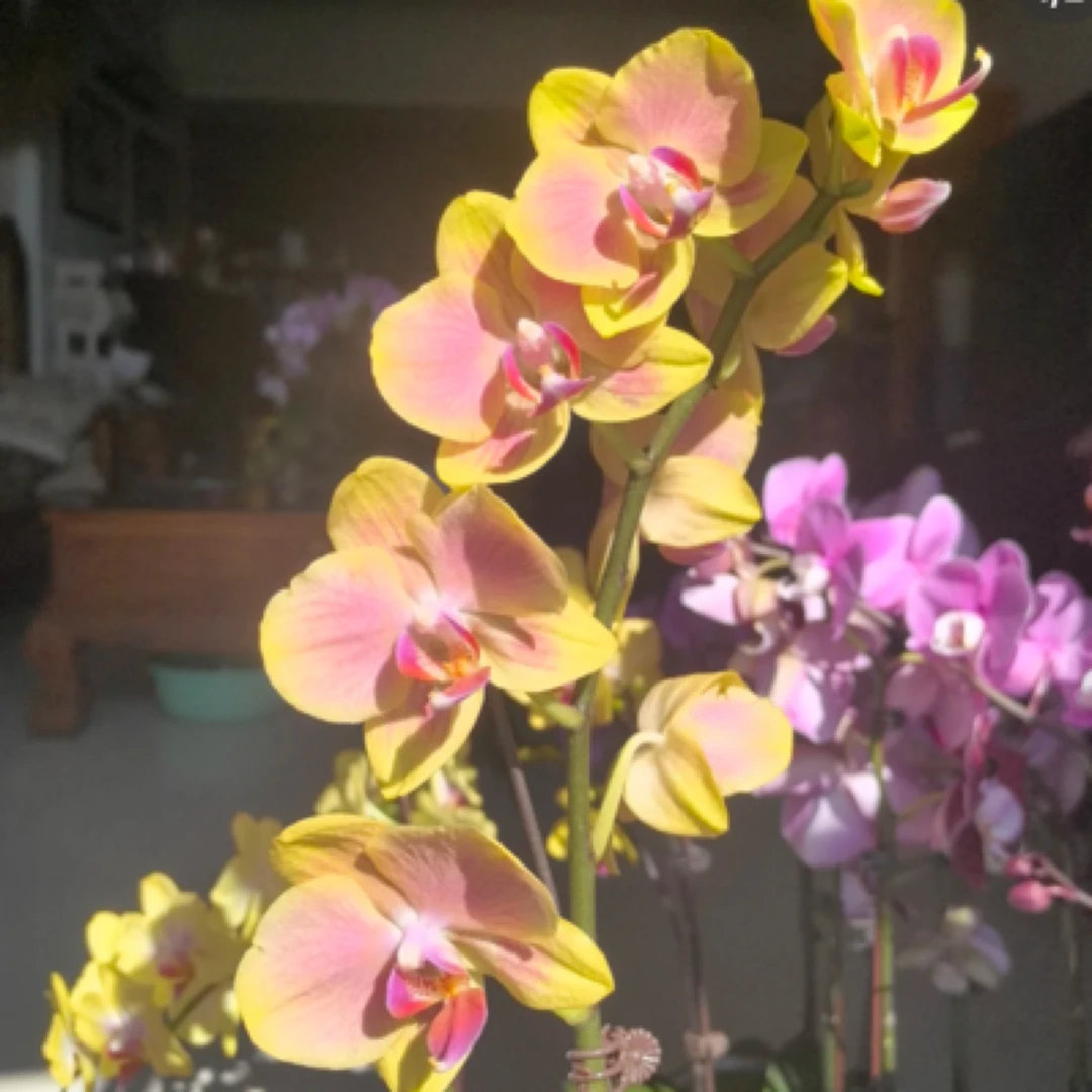 【粉千金·蝴蝶兰】优雅永不过时！潮流蝴蝶兰鲜花盆栽