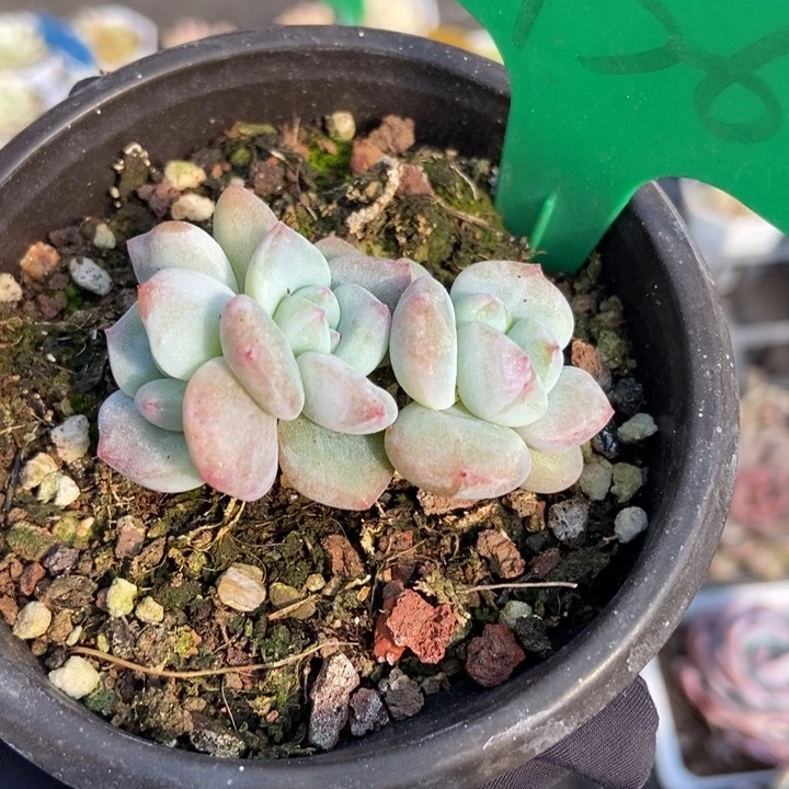 936星影石化多肉植物保护