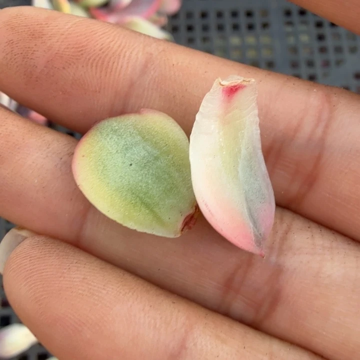 一组叶片月亮石锦