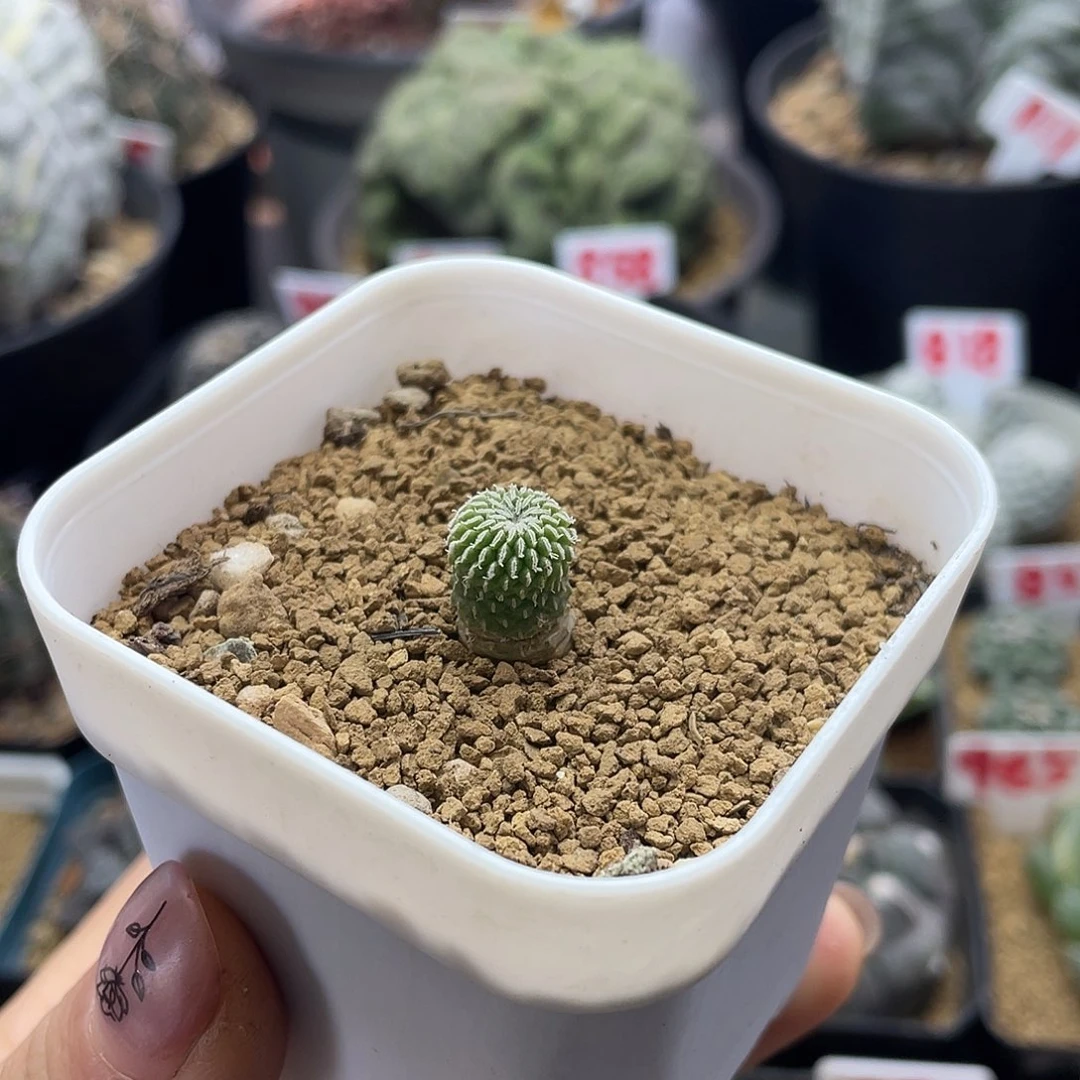 实生刺缀精巧殿仙人球