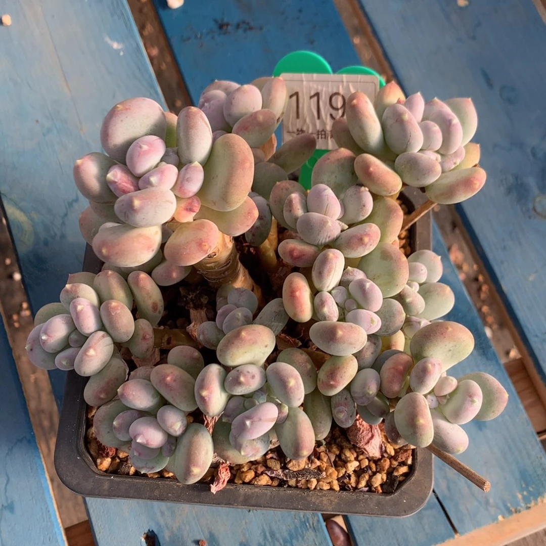 咖啡美人老桩无砍1194