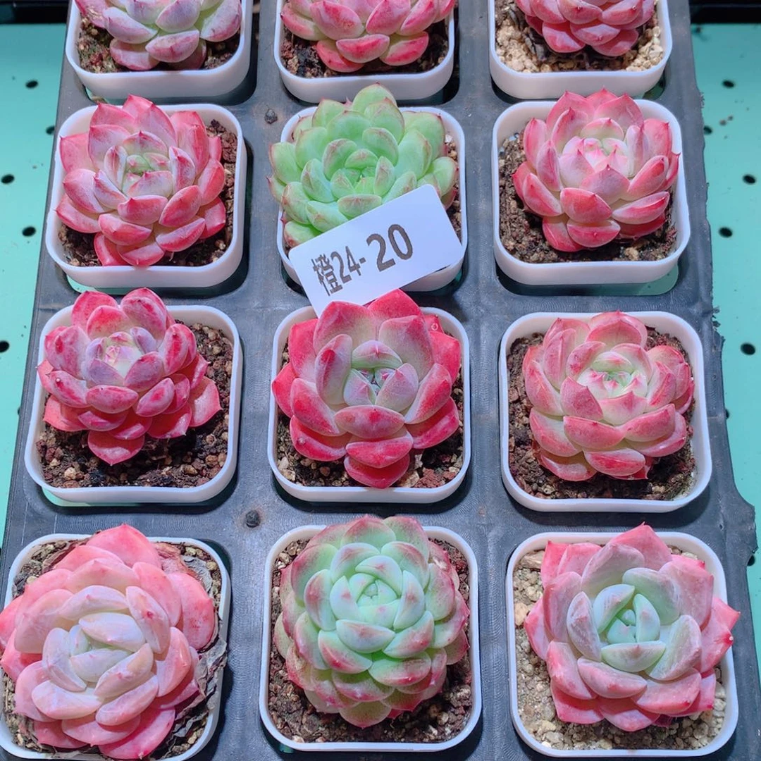 24-20一物一拍多肉带盆18颗