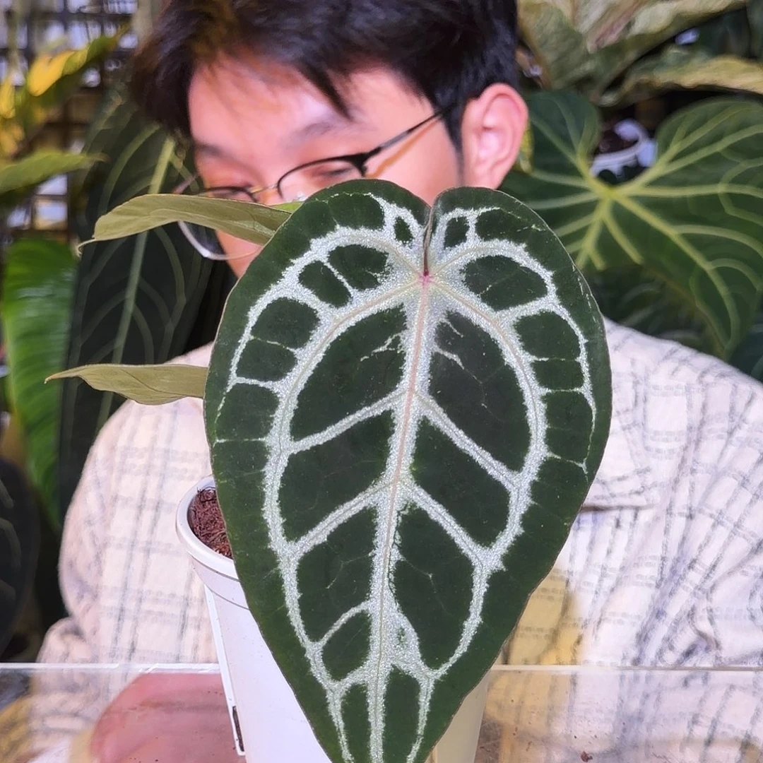 完全开放J52 小钻石杂粉脉银骑士