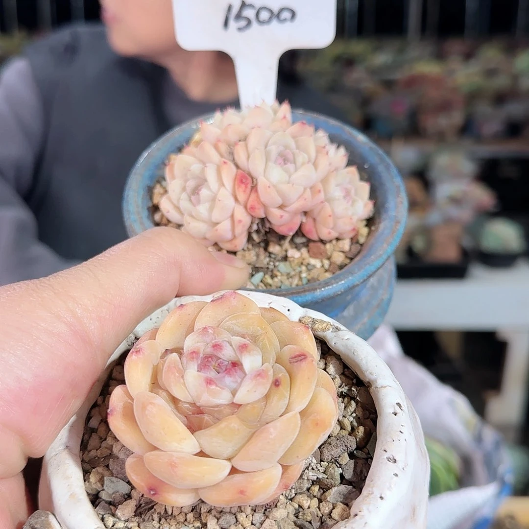 1500号2套68         肉