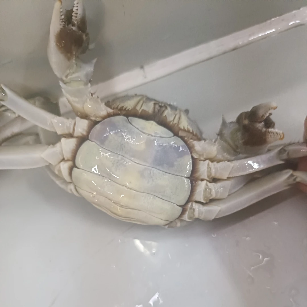 精品大闸蟹辽蟹1.5～2两一只（母蟹）硬黄