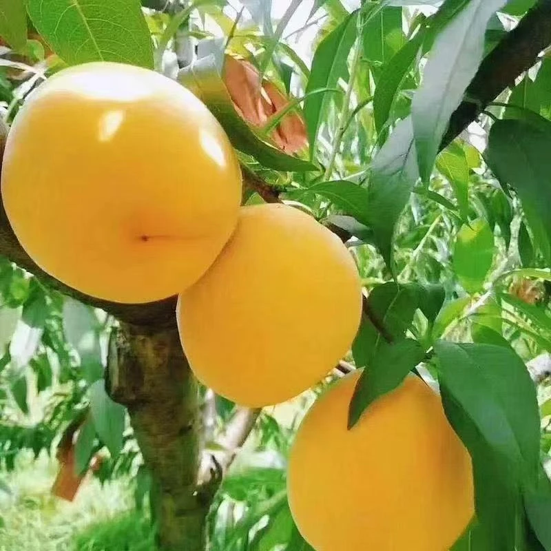 山地现采现发锦绣黄桃当季新鲜香甜爆汁水果
