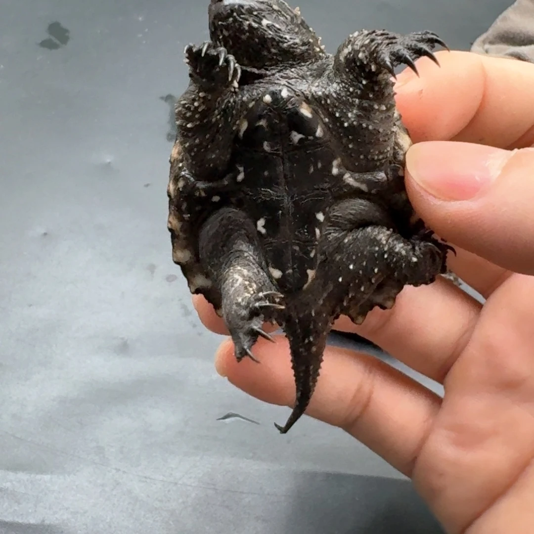 宠物龟不分公母111