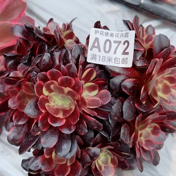 多肉法师欧嘉莉朵朵