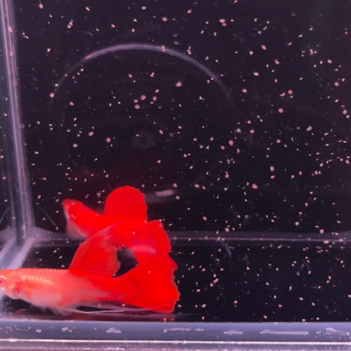 孔雀鱼血红绒球1对