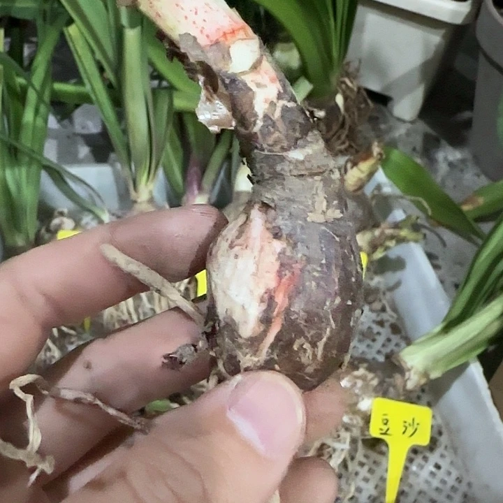 火热之心3cm侧，裸球发货