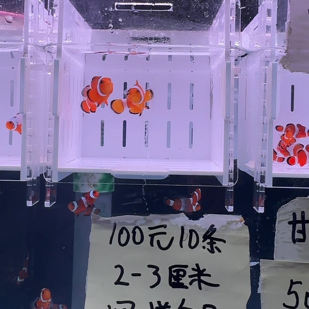 海水鱼4.5+配4.5精品黑边公子一对