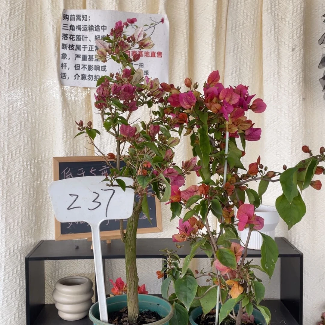 L***总全部花朵阿朱娜+章红樱Z37