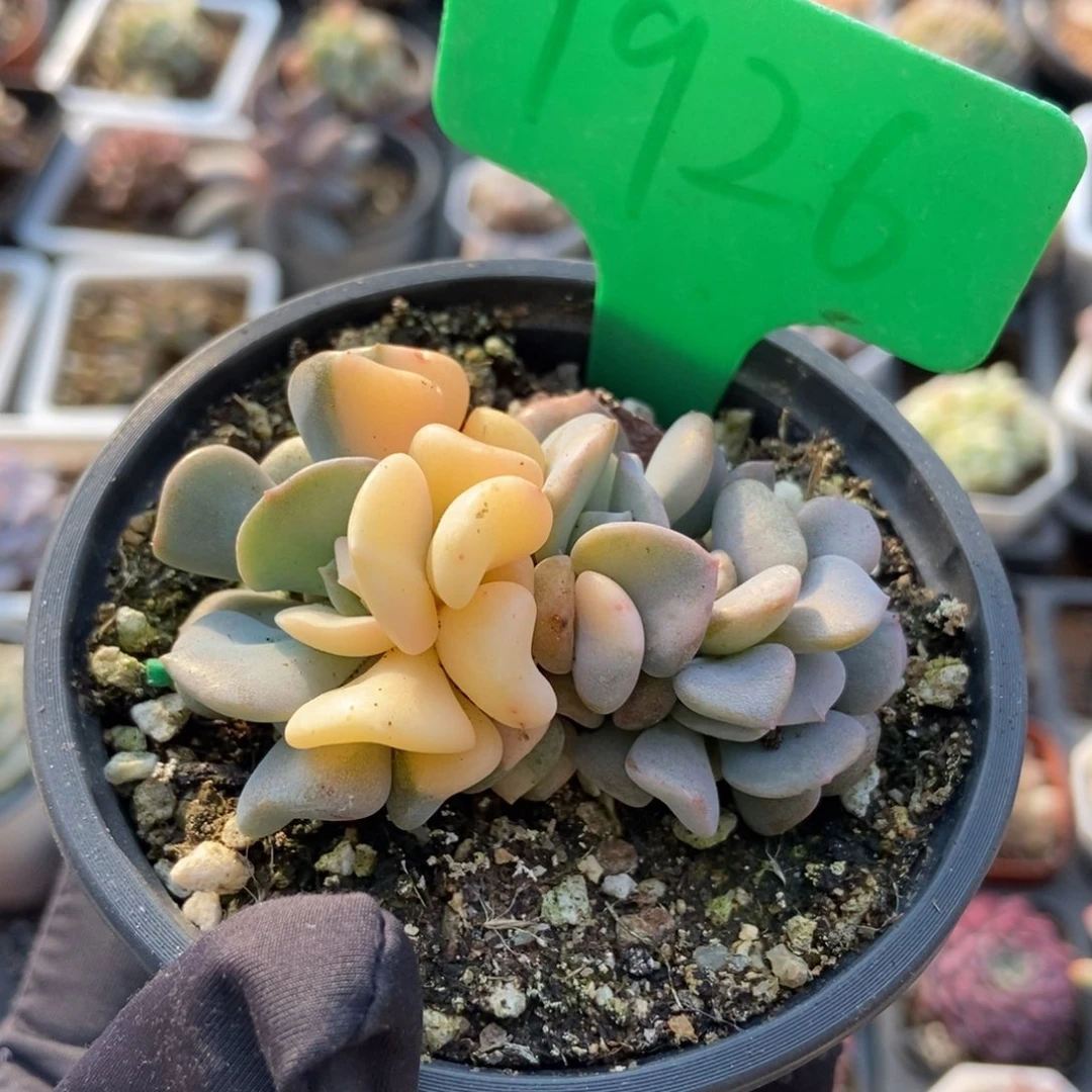 1926雪精灵锦多肉植物