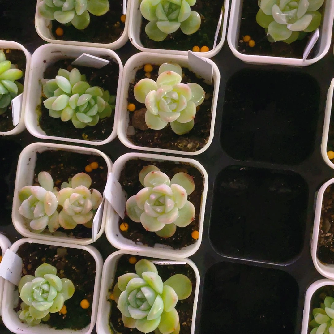 717 甜心中盆一个满25包邮