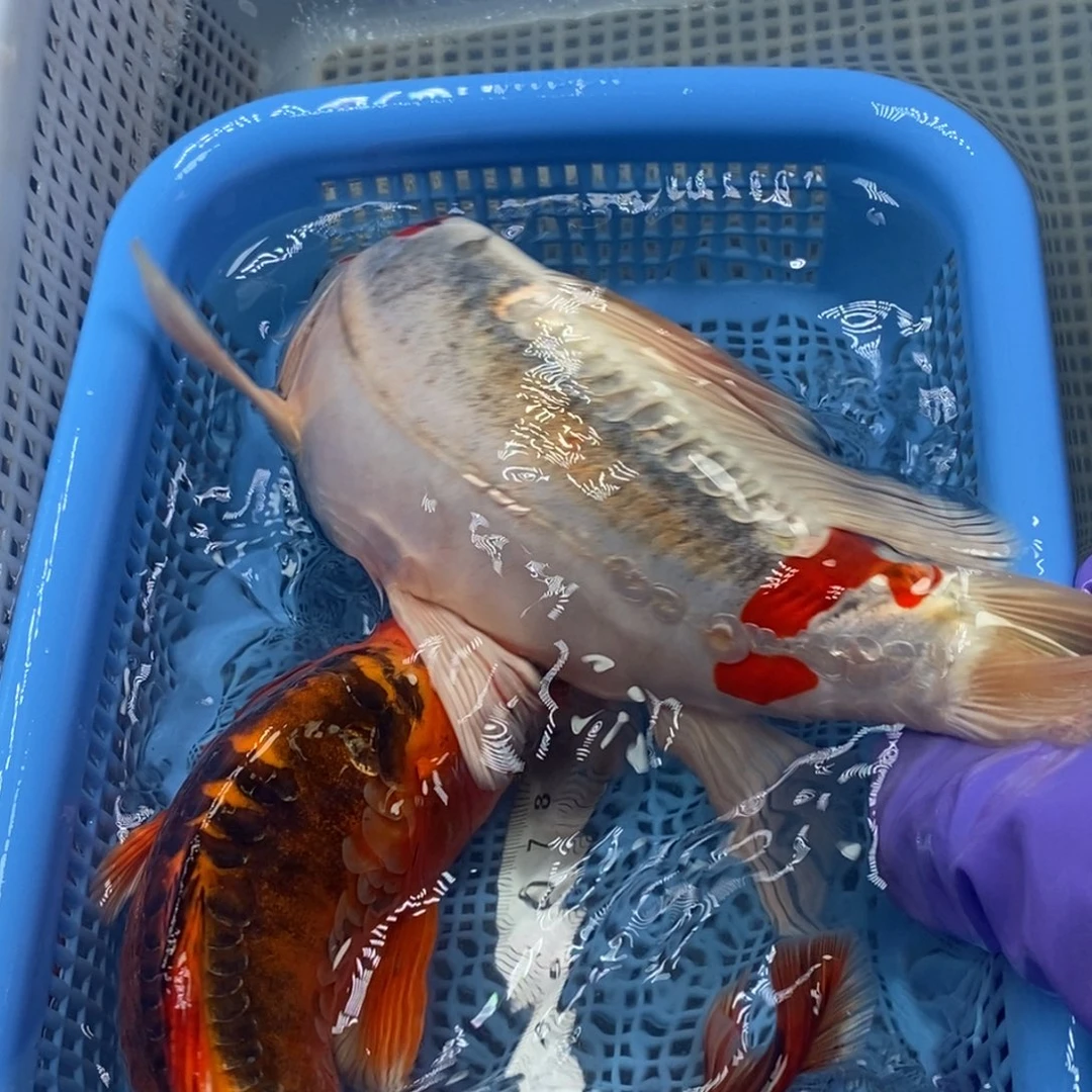 锦鲤冷水锦鲤包邮