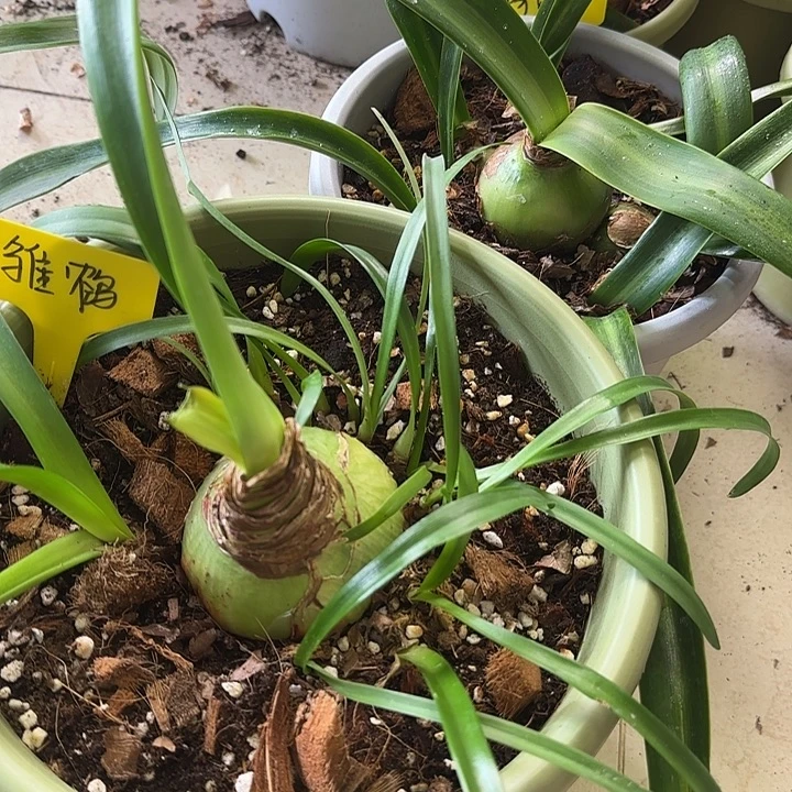 无花朵雏鹤主球7+带15侧