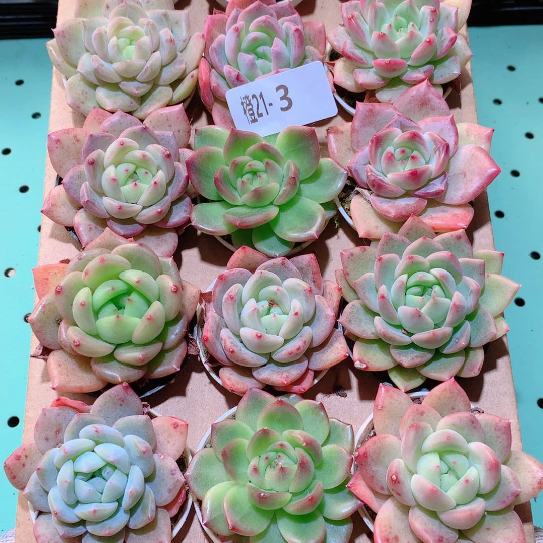 21-3一物一多肉带盆18颗