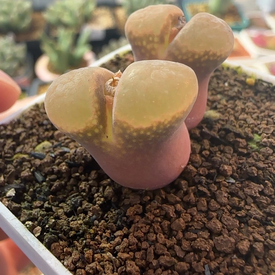 1.27多肉红粉一颗95号