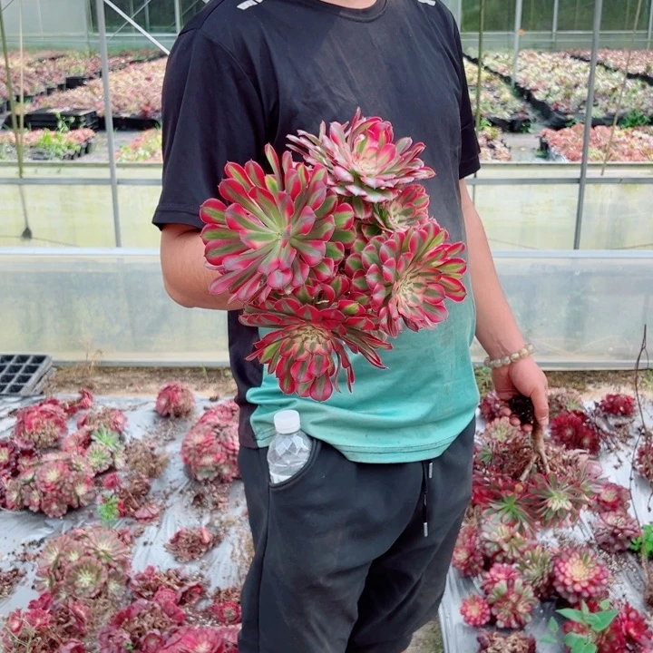 小颗粉铜多肉法师