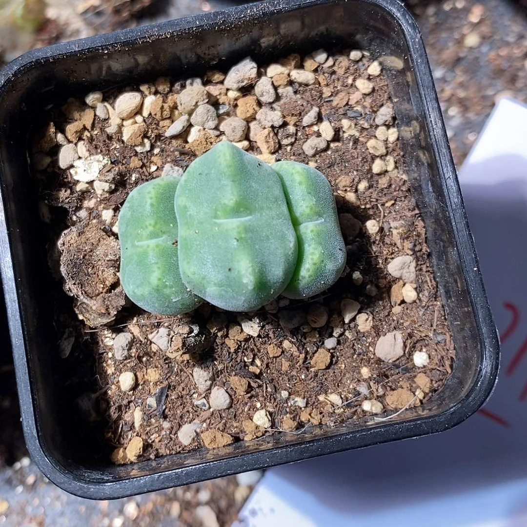 12311。  大绿豆糕群一颗。