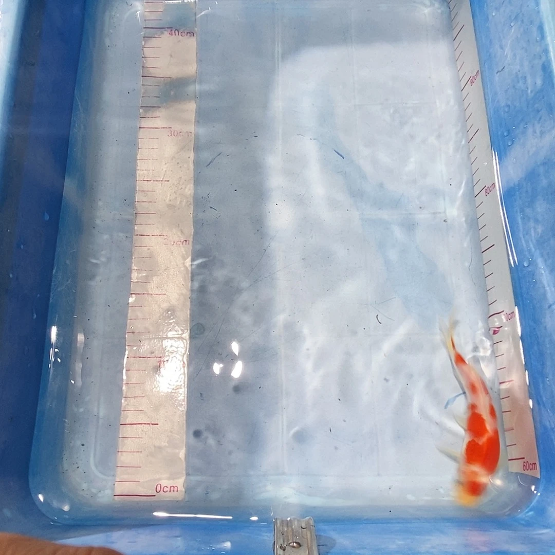 锦鲤祥荣锦鲤竞拍