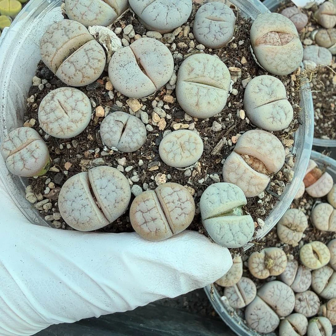 不是很冷哦还是在宿舍494这个