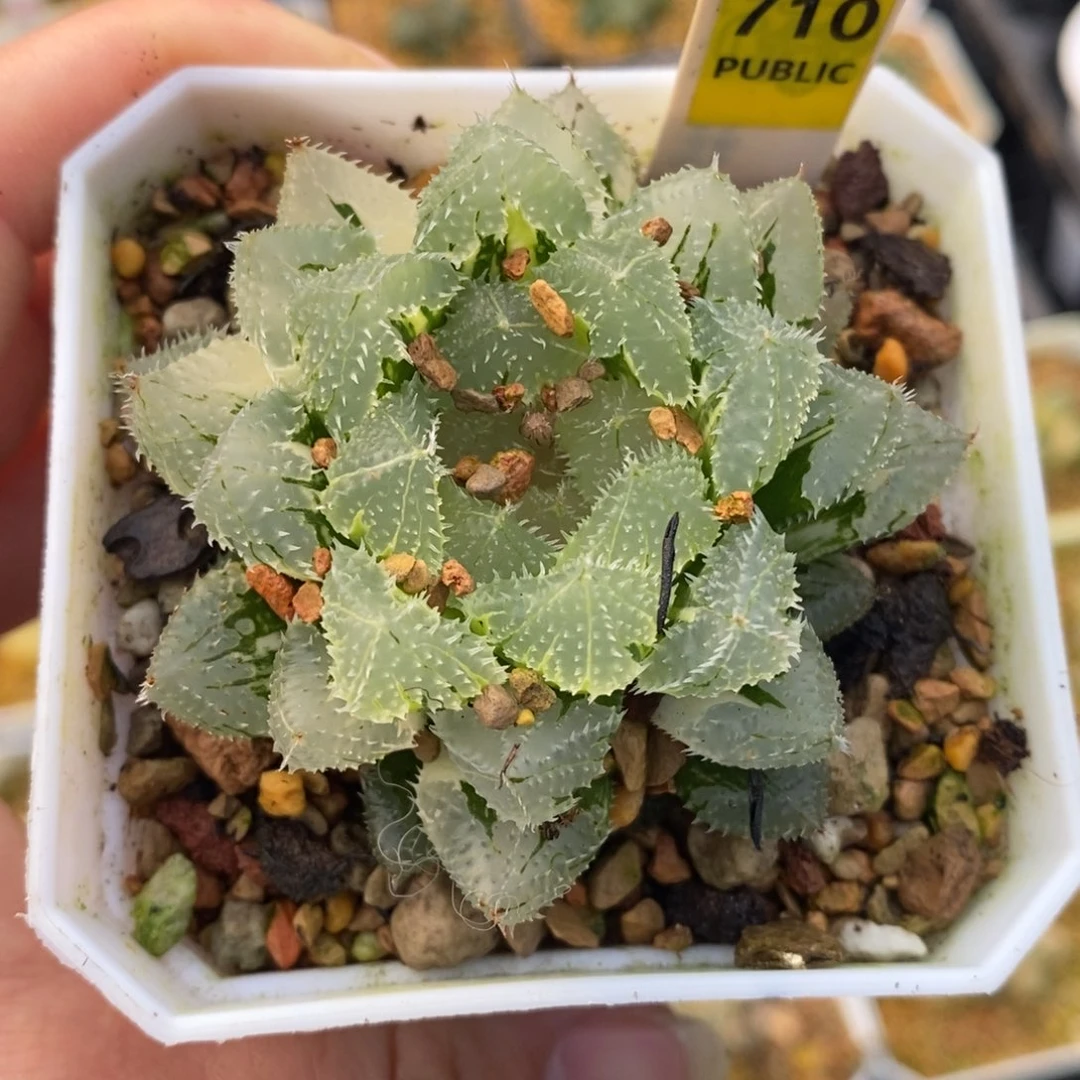 那****710玄冰1559899999。