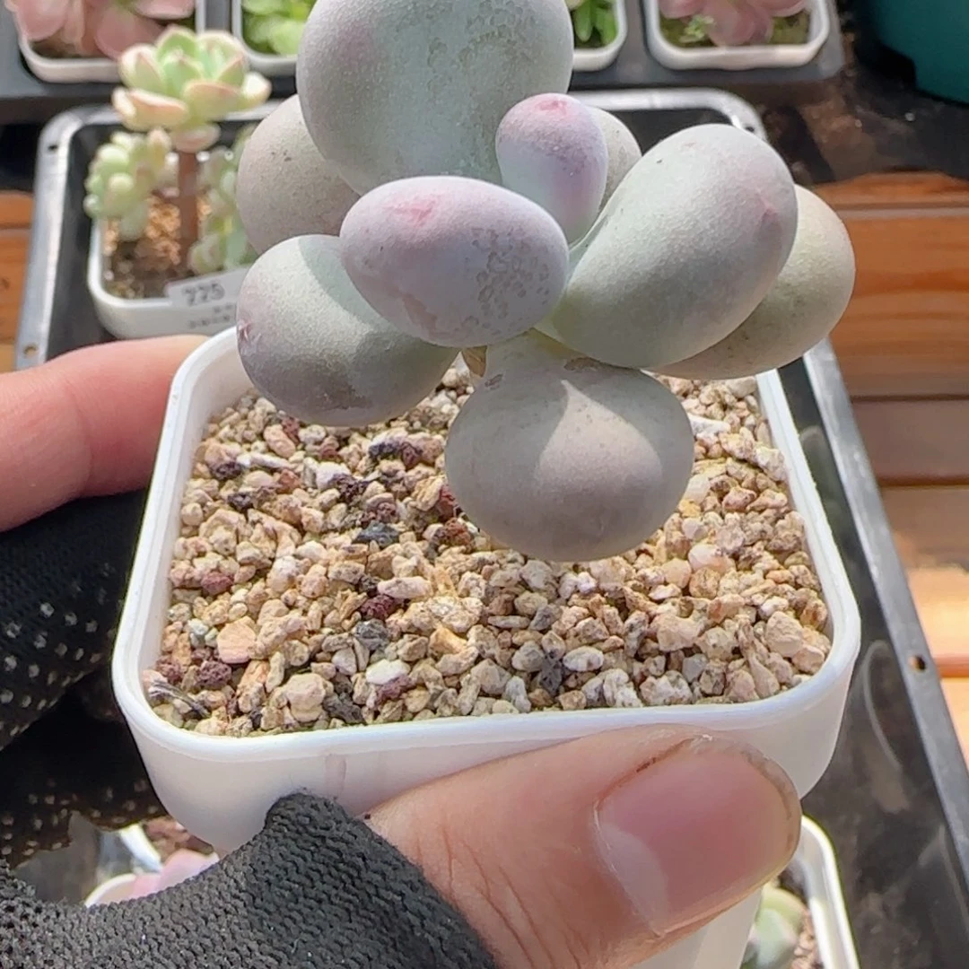 0611-227奶酪小老桩