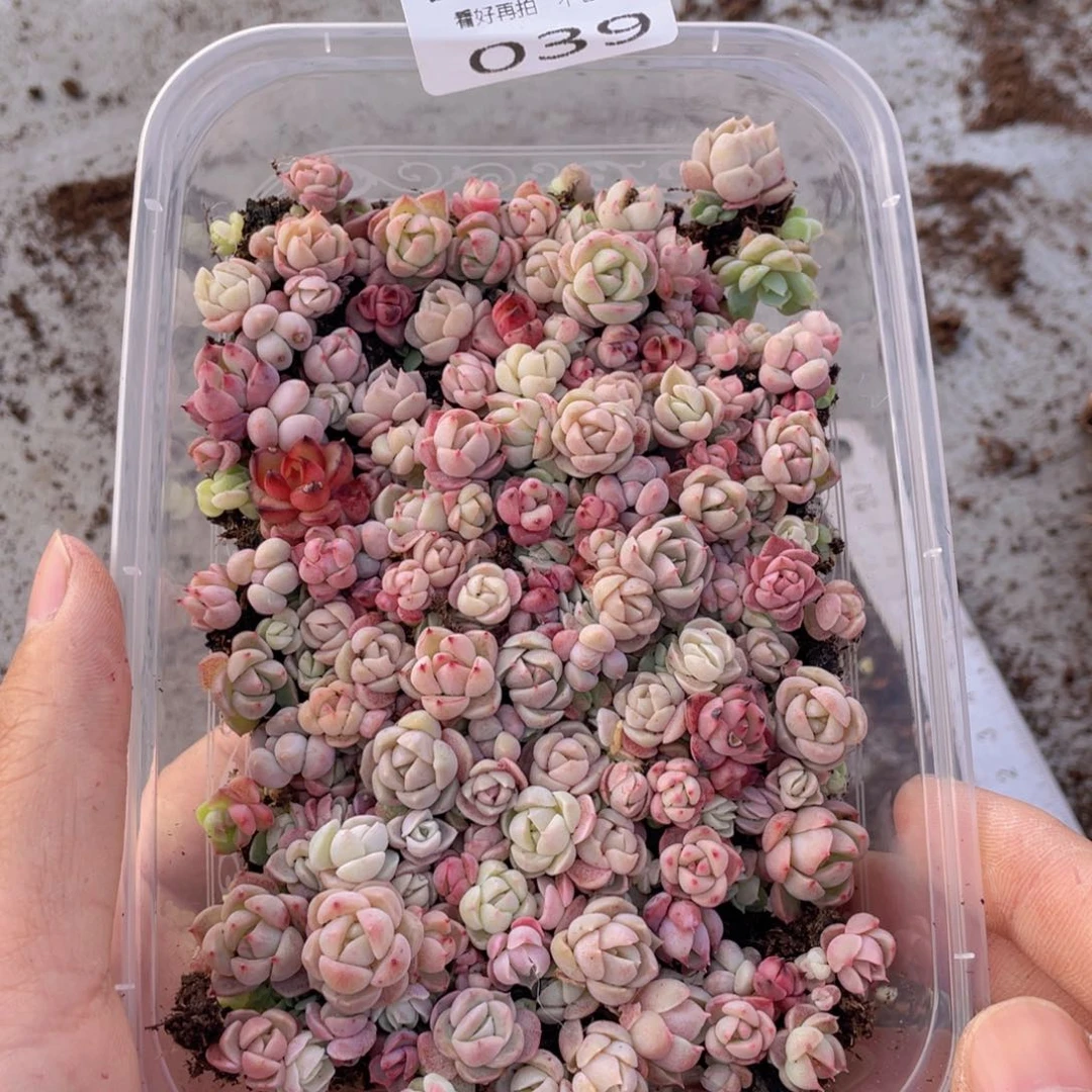 云糖心多肉植物39