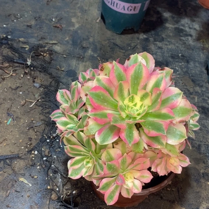 粉女巫多肉植物18