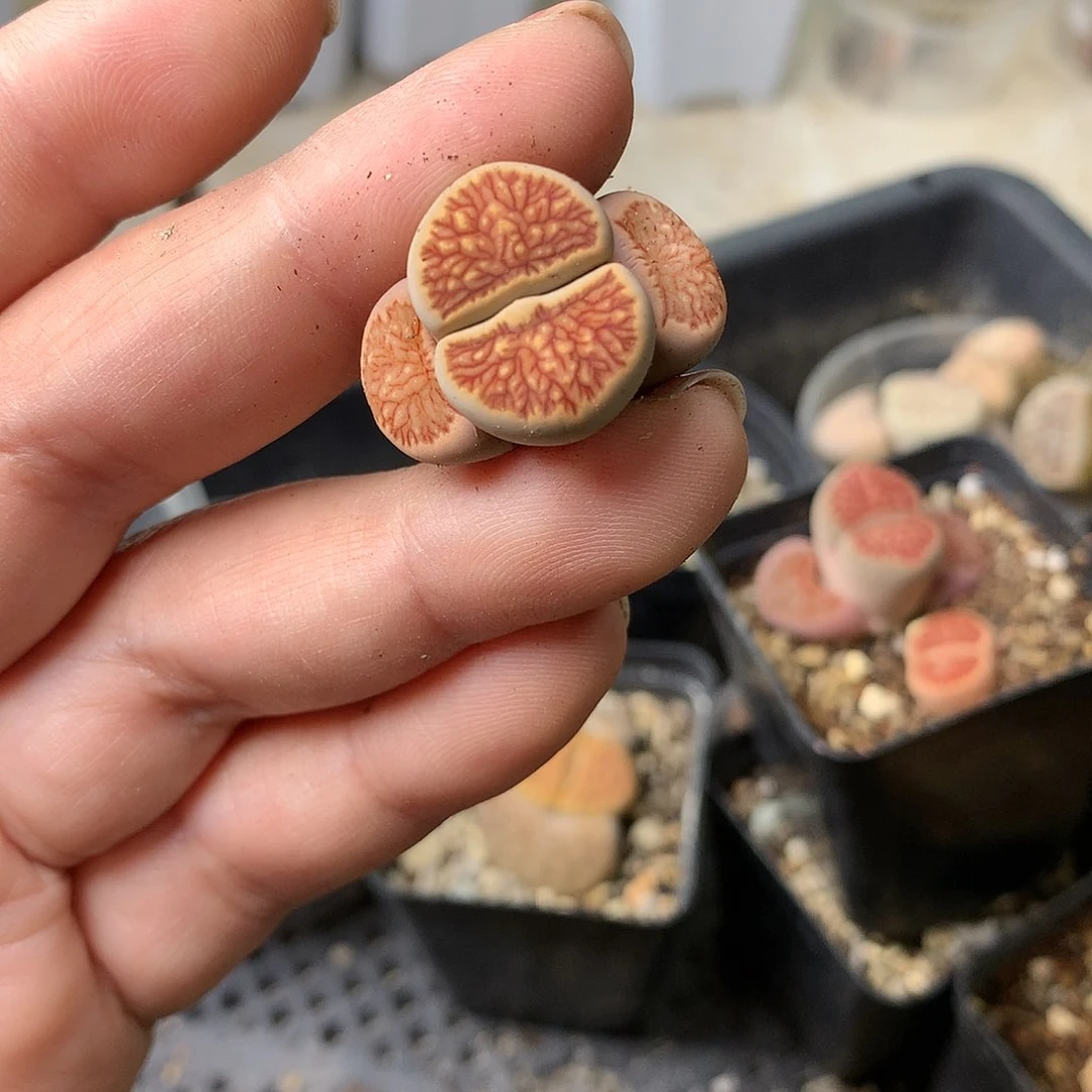 M41多肉植物保护研究所